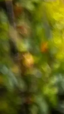 ai character: dw background