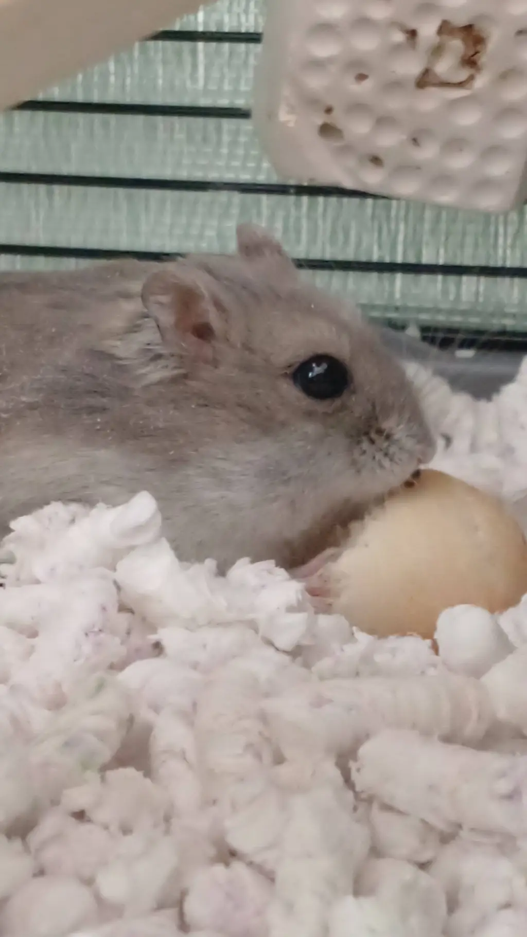 ai character: Hamster Bobik  background
