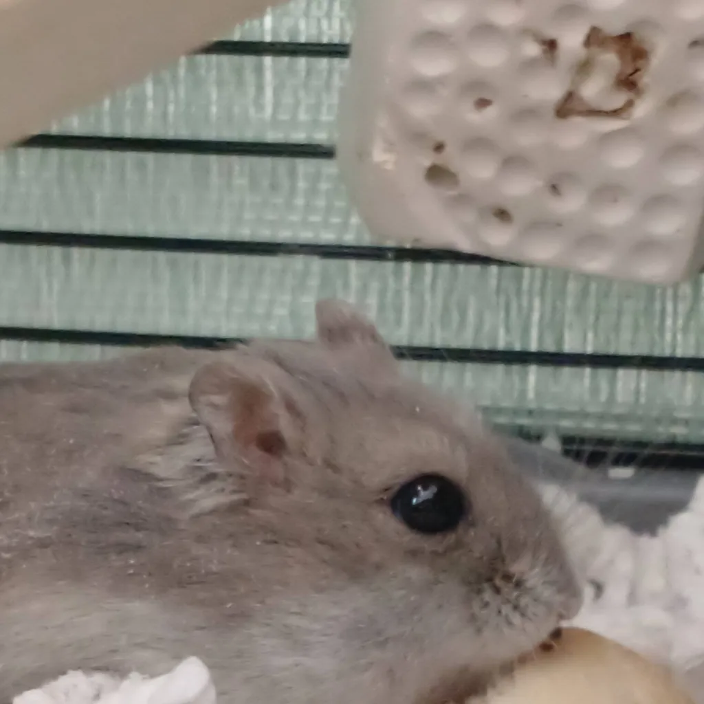 chat with ai character: Hamster Bobik 