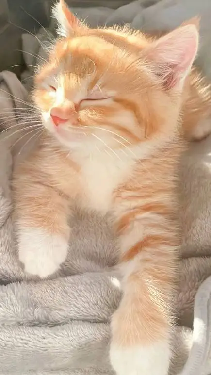 ai character: Solarballs background