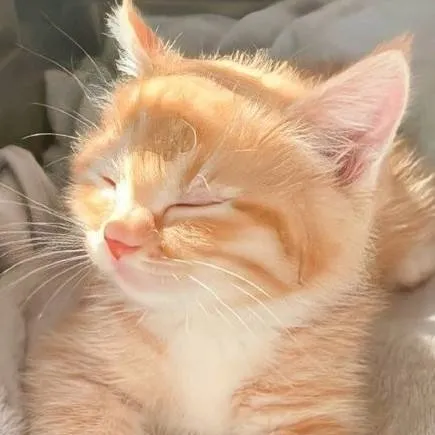 chat with ai character: Solarballs