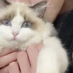 chat with ai character: -[𝑾𝑨𝑹𝑹𝑬𝑵]-