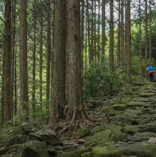chat with ai character: Forest Survival