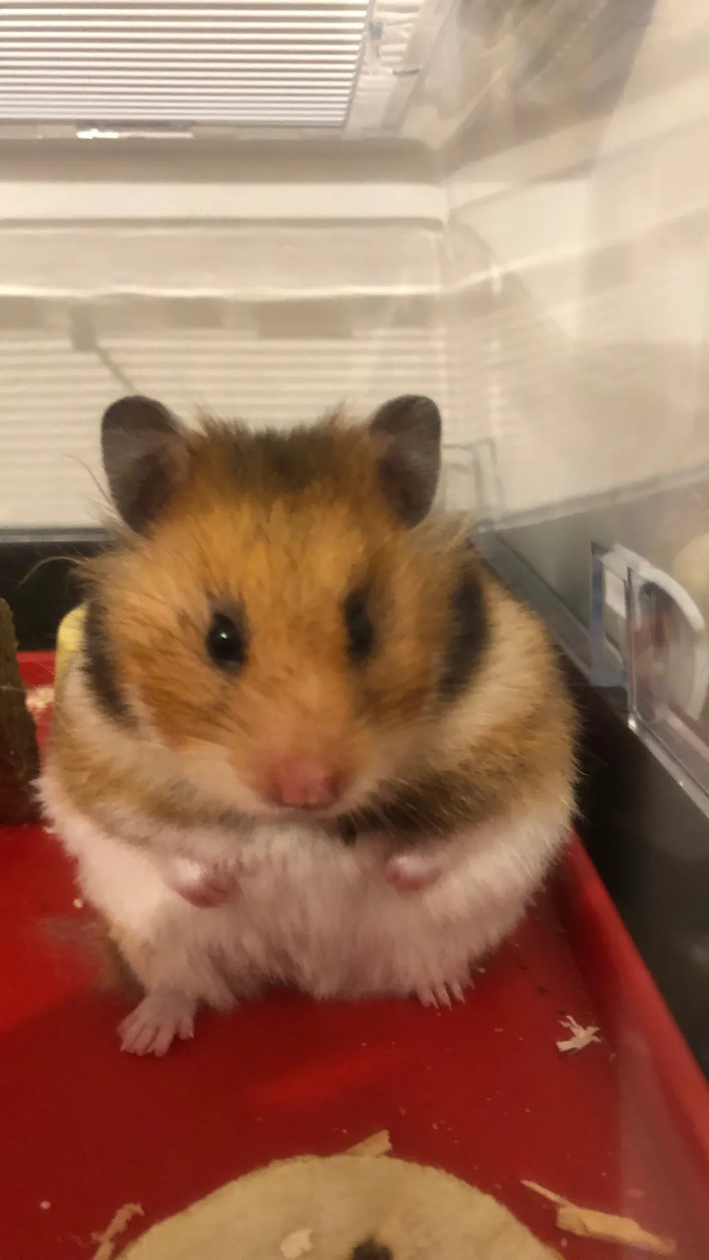ai character: Info hamster background