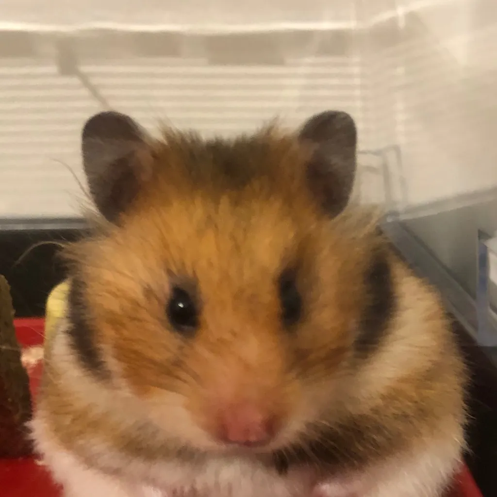 chat with ai character: Info hamster
