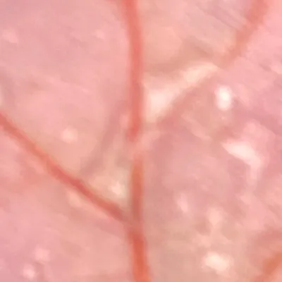 chat with ai character: Elementary school 