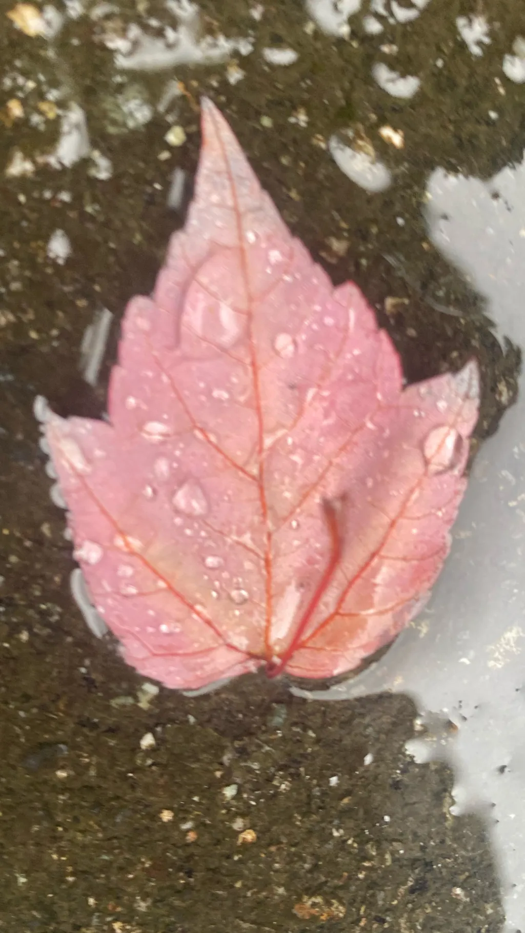 ai character: Elementary school  background