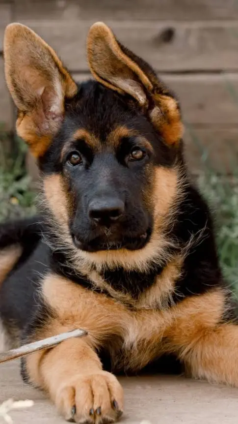 ai character: COD (Dog) background