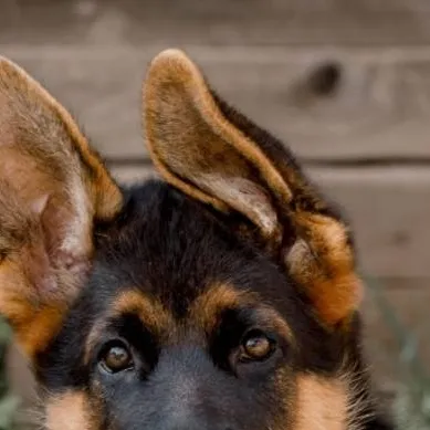 chat with ai character: COD (Dog)
