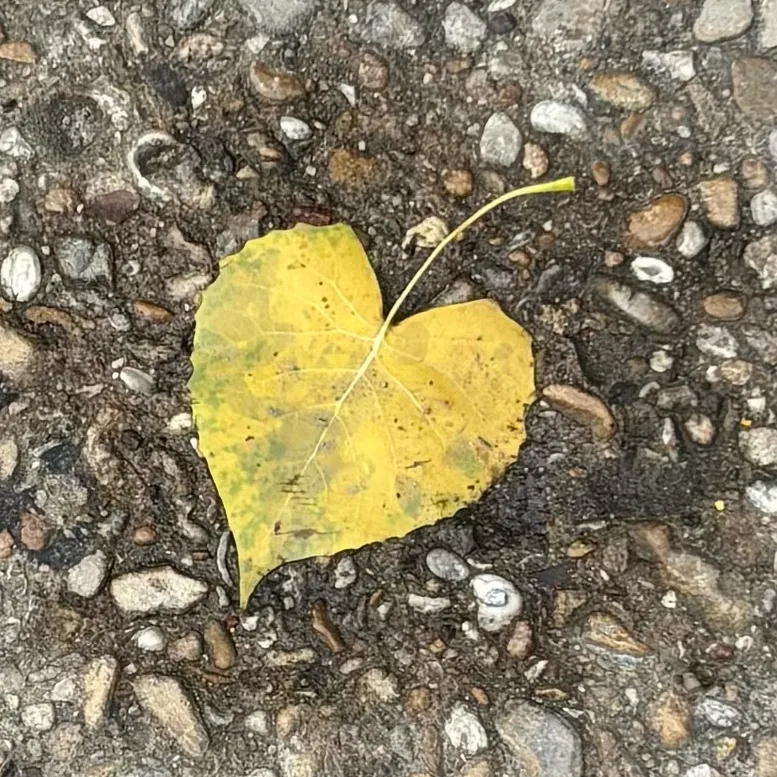 chat with ai character: Normal friend