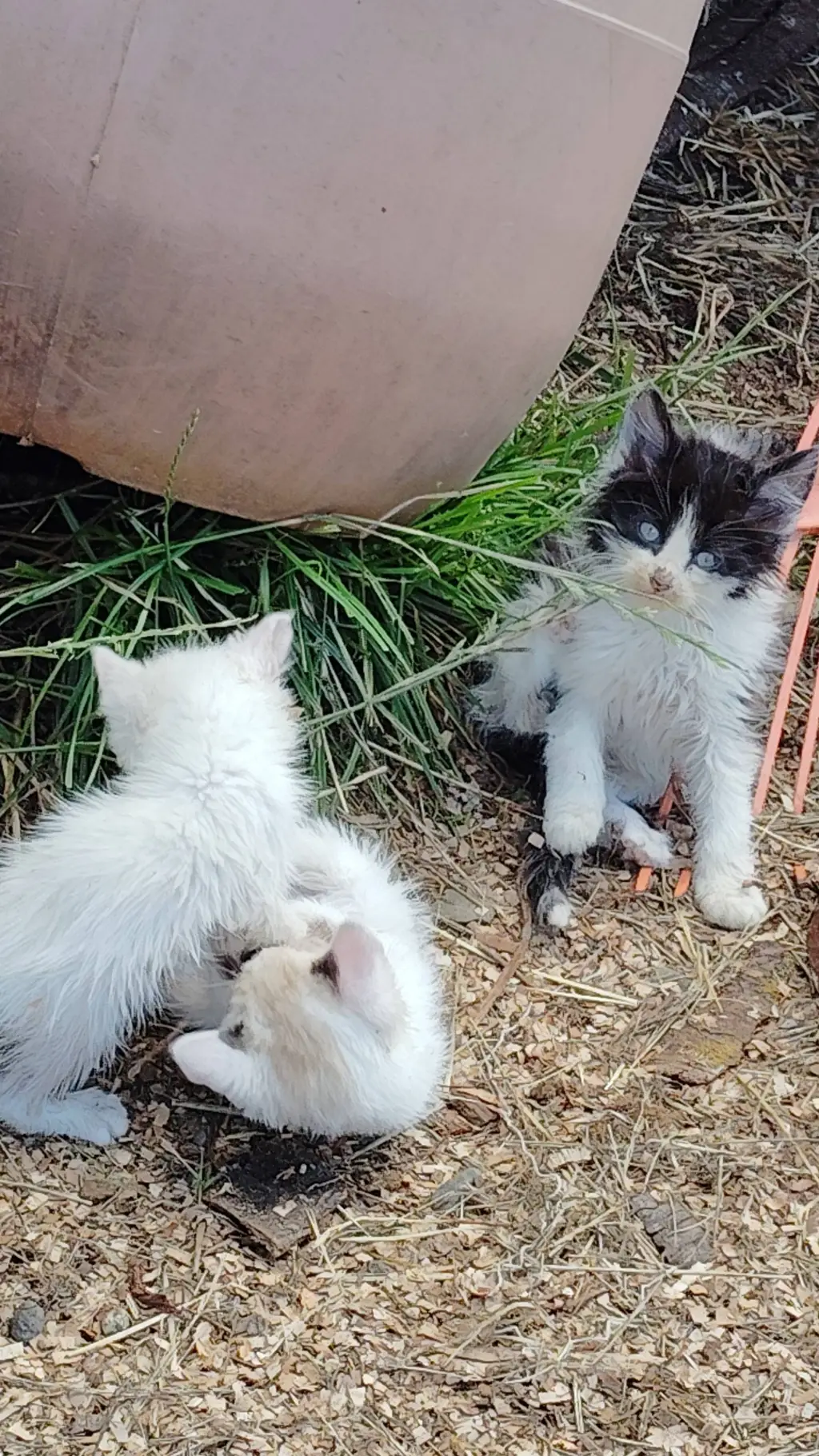 ai character: 🐈animals sky🕊️ background