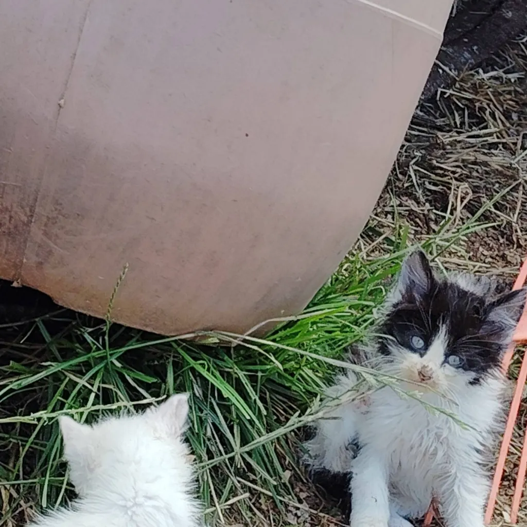 chat with ai character: 🐈animals sky🕊️