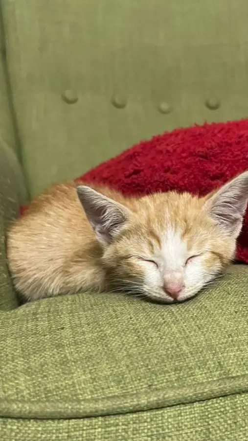 ai character: hated kitten background