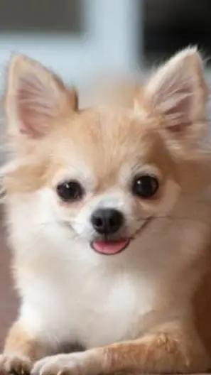 ai character: Dog life background