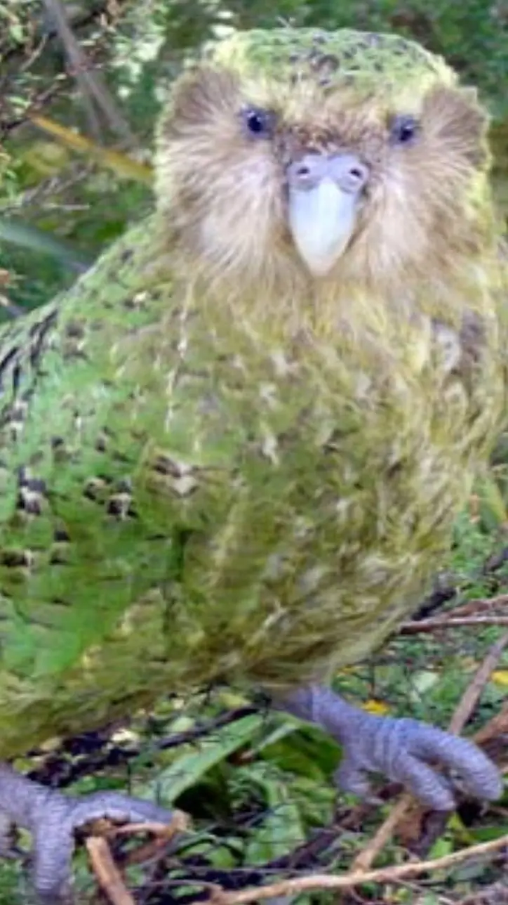 Talkie AI - Chat with Kākāpō