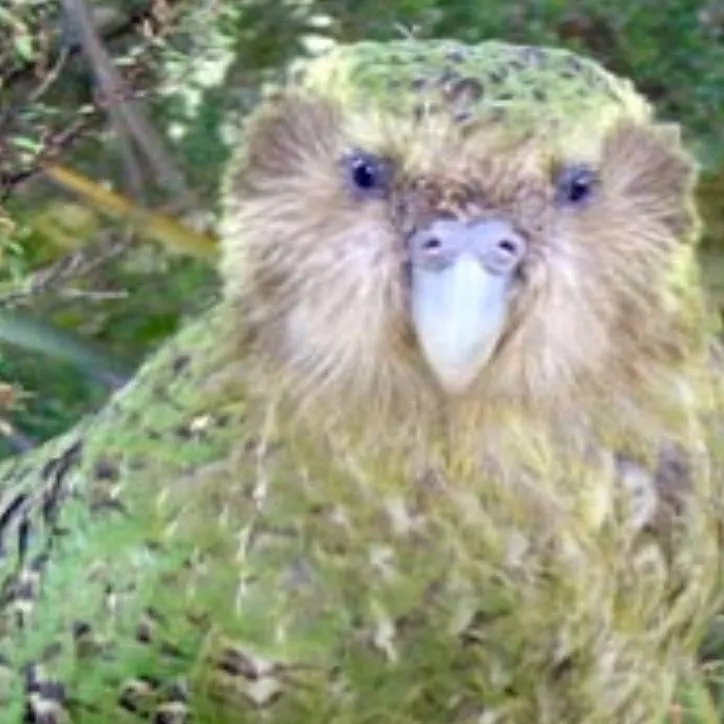 chat with ai character: Kākāpō