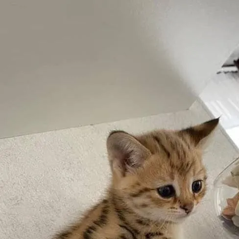 chat with ai character: UR CAT