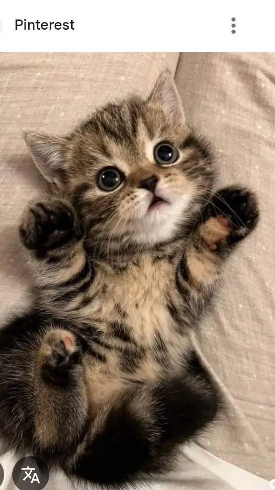 ai character: tu gatito bebé  background