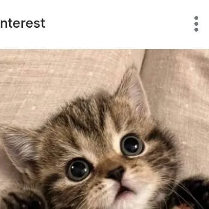 chat with ai character: tu gatito bebé 