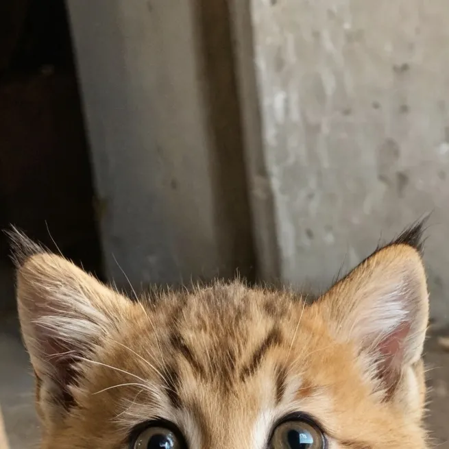 chat with ai character: gatito bebe