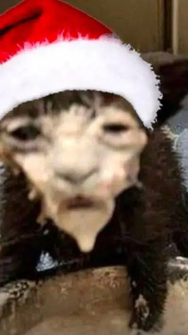 ai character: perdonnnn background