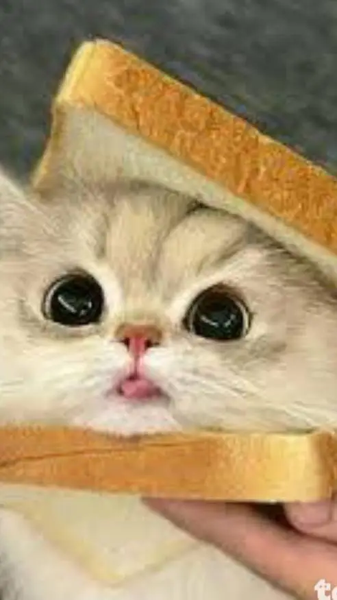 ai character: cat sandwich background