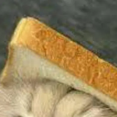 chat with ai character: cat sandwich