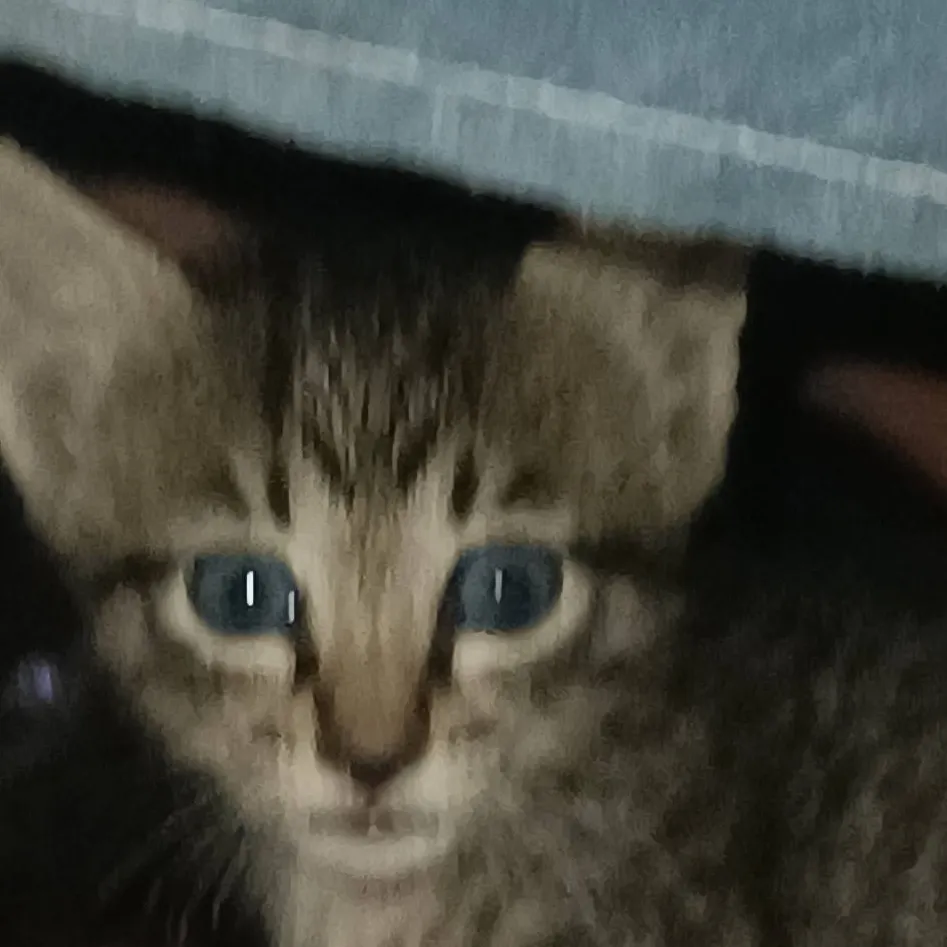 chat with ai character: milly and minnie