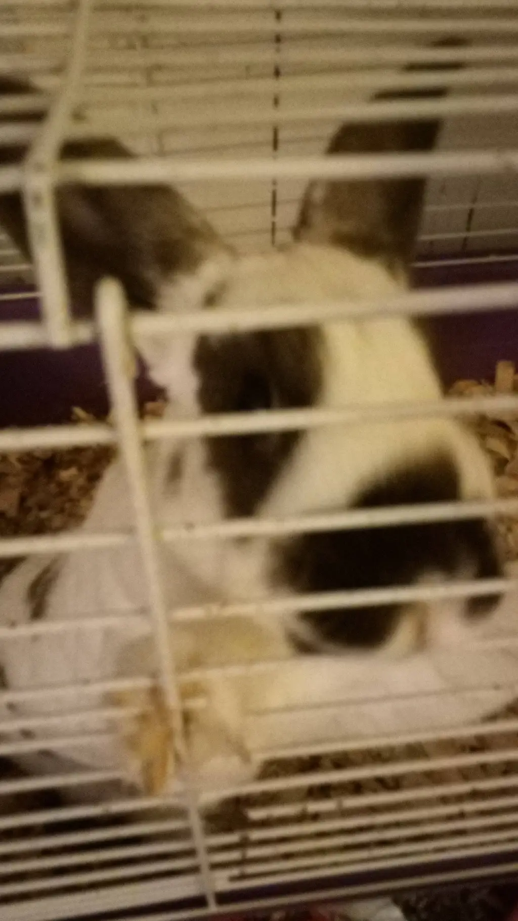 ai character: Darwin background