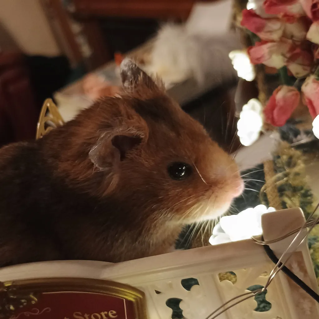 chat with ai character: FLUFFY