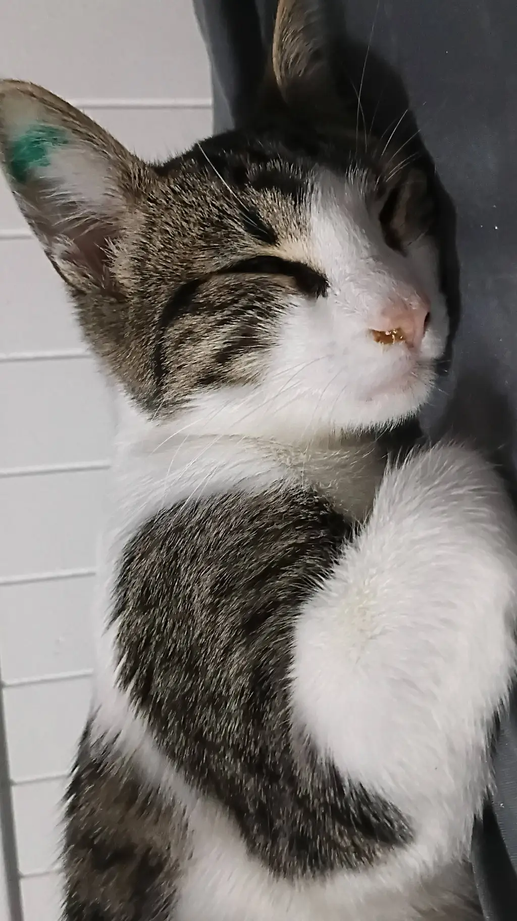 Talkie AI - Chat with Stranger things 5 