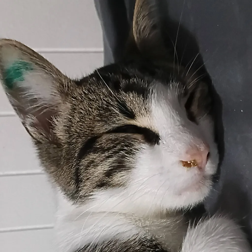 chat with ai character: Stranger things 5 