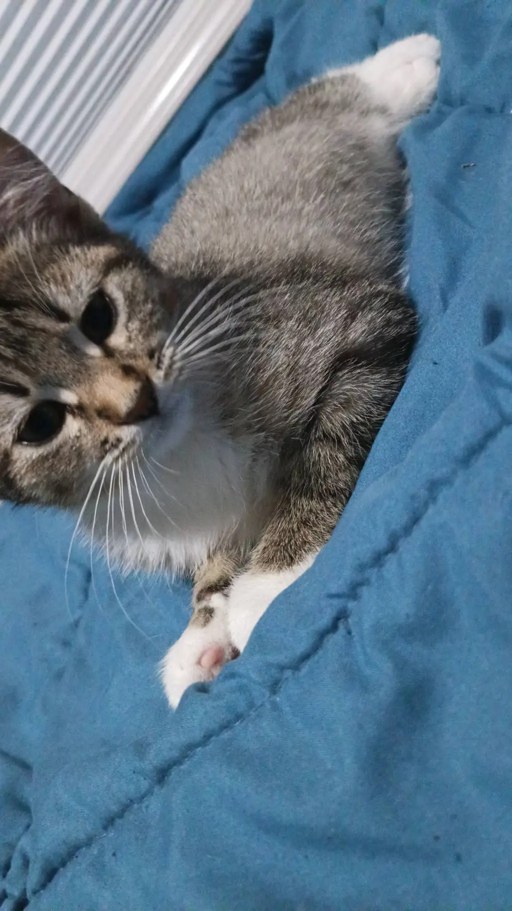 Talkie AI - Chat with Steve and Dustin 