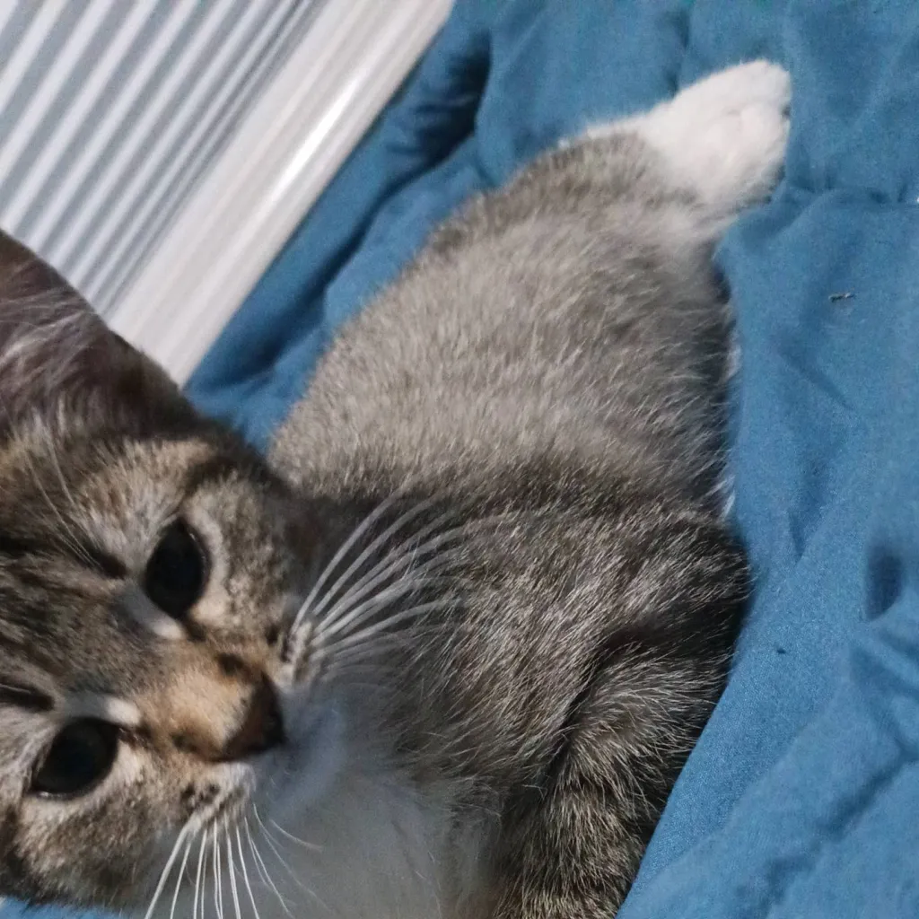 chat with ai character: Steve and Dustin 