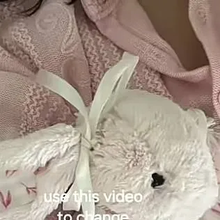 chat with ai character: ur lost bunny..