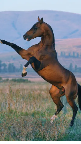 ai character: Life as a horse  background