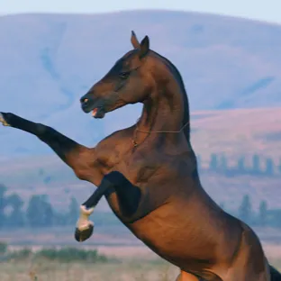 chat with ai character: Life as a horse 