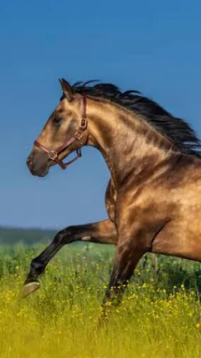 ai character: Horse life pt2 background