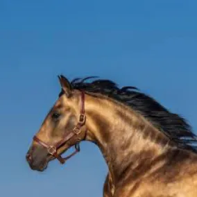 chat with ai character: Horse life pt2