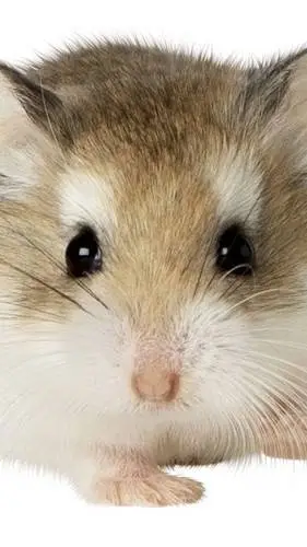 ai character: my hamster background