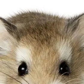 chat with ai character: my hamster