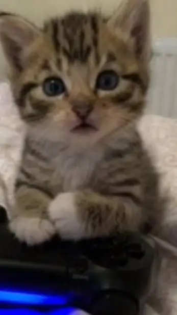 ai character: Kitten background
