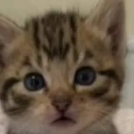 chat with ai character: Kitten