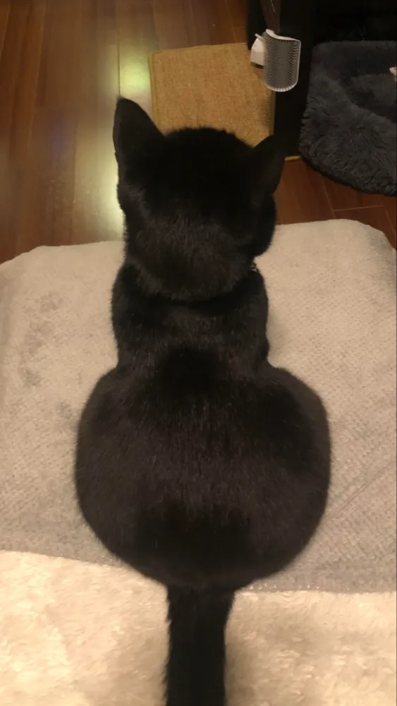 ai character: Black cat background