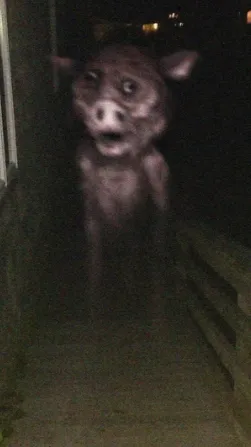 ai character: Humanpig TH ￼ background
