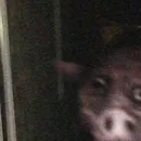 chat with ai character: Humanpig TH ￼