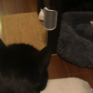 chat with ai character: Black cat