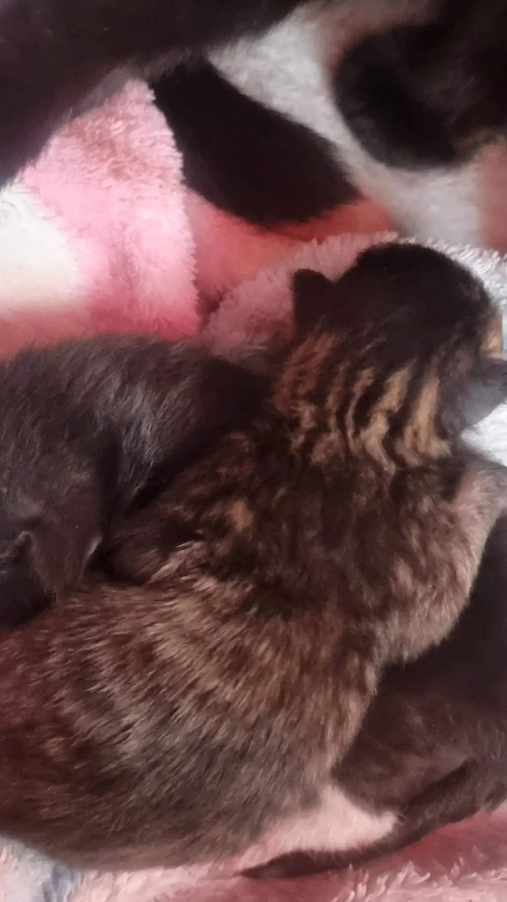 ai character: Doom Slayer crush background