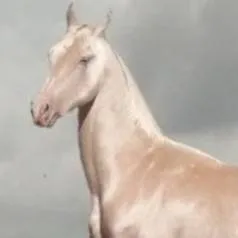 chat with ai character: Arkades (pferd) 🐎🐴