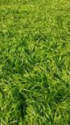 ai character: 💀touch some grass💀 background